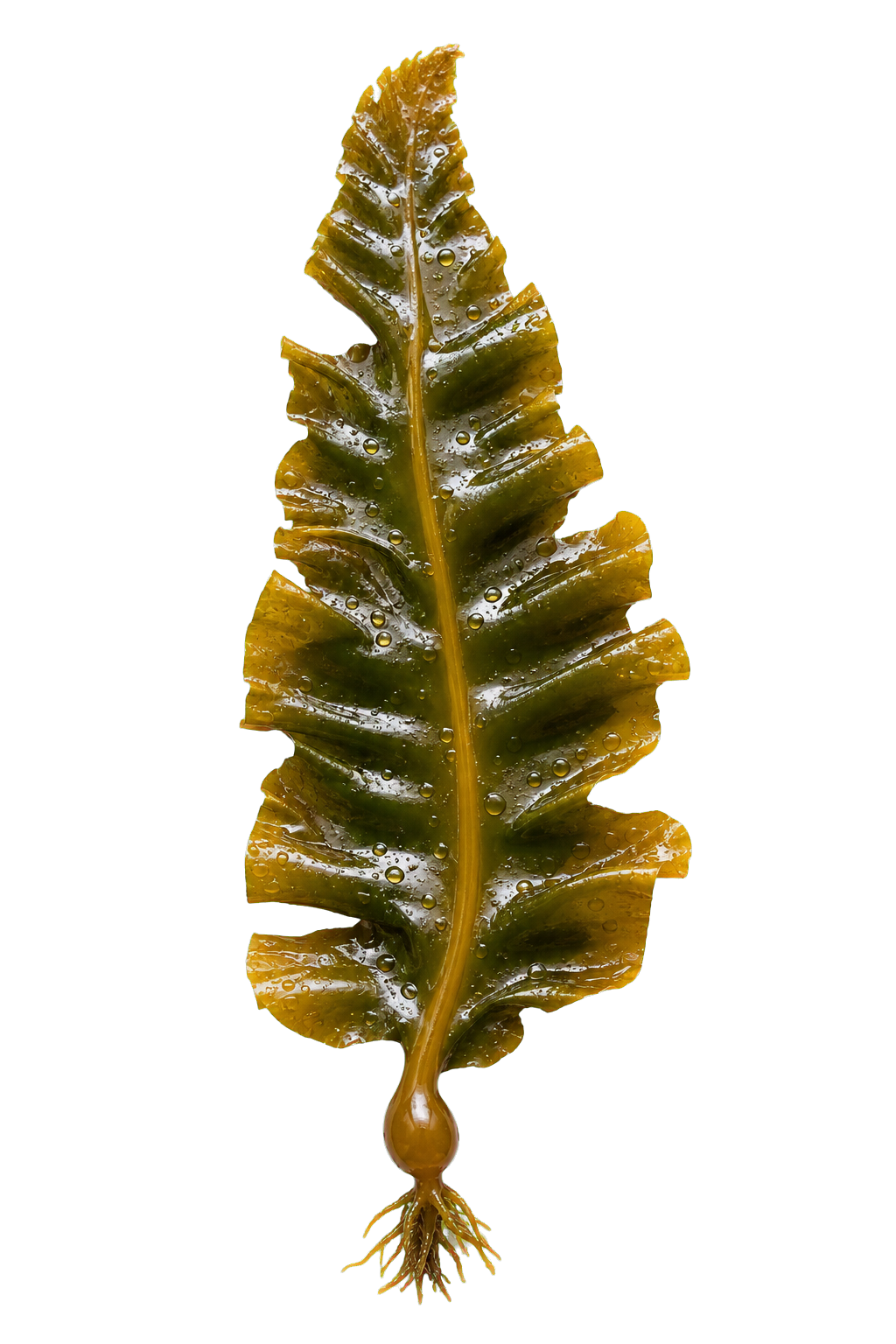 Kelp frond cutout