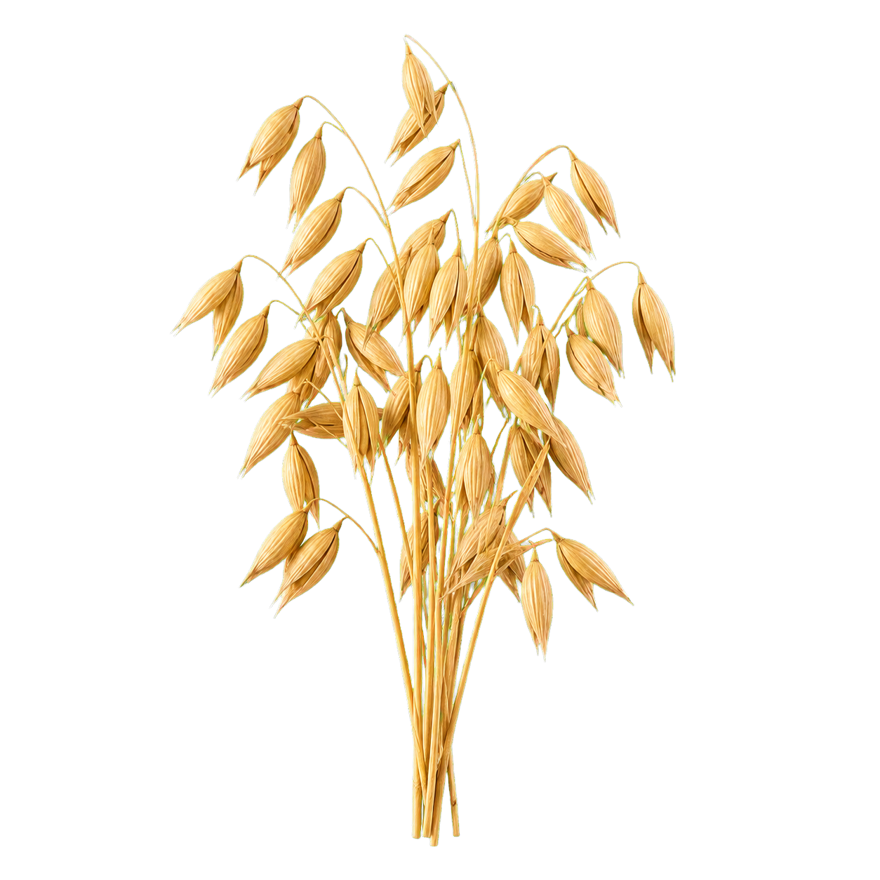 Oat grains