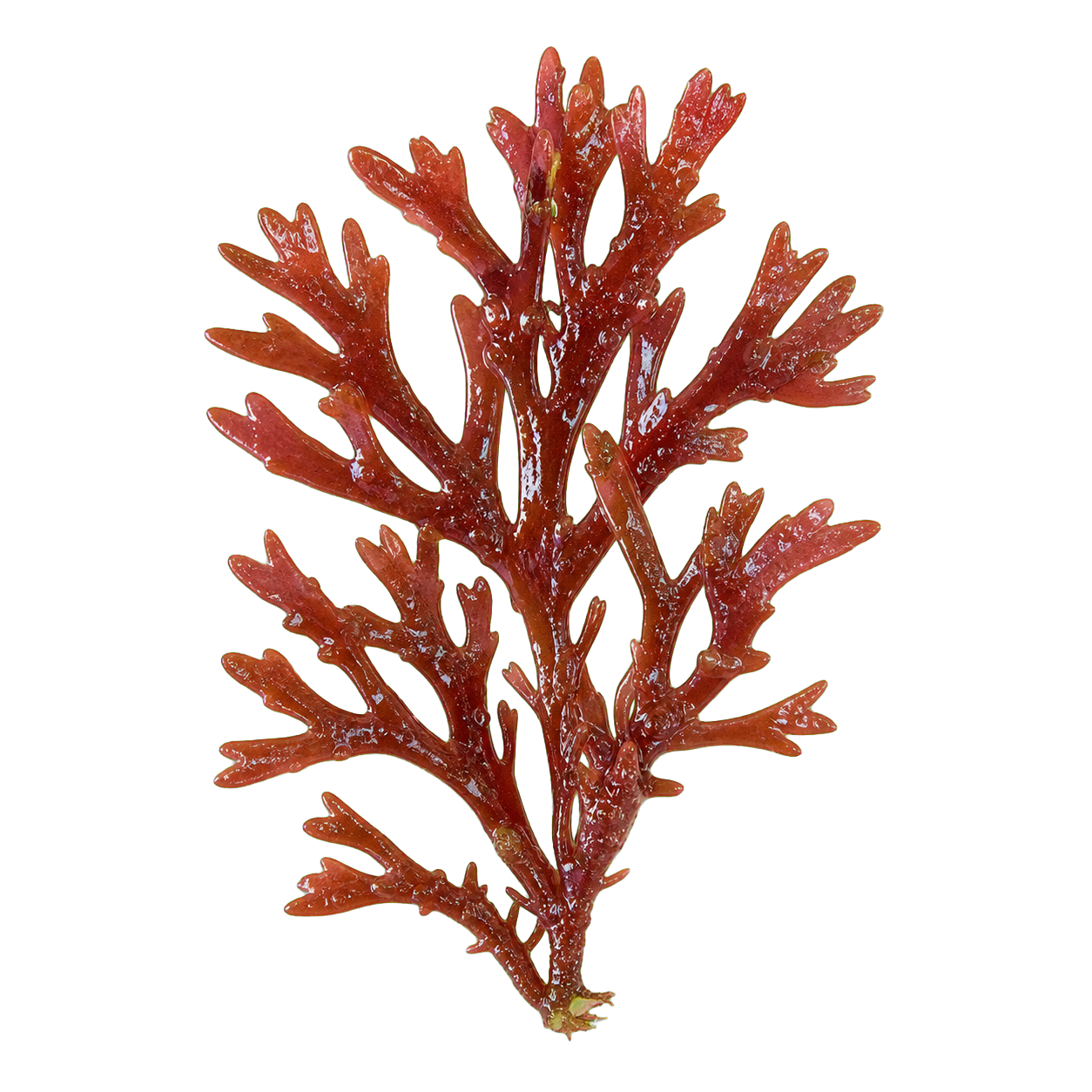Red algae cutout