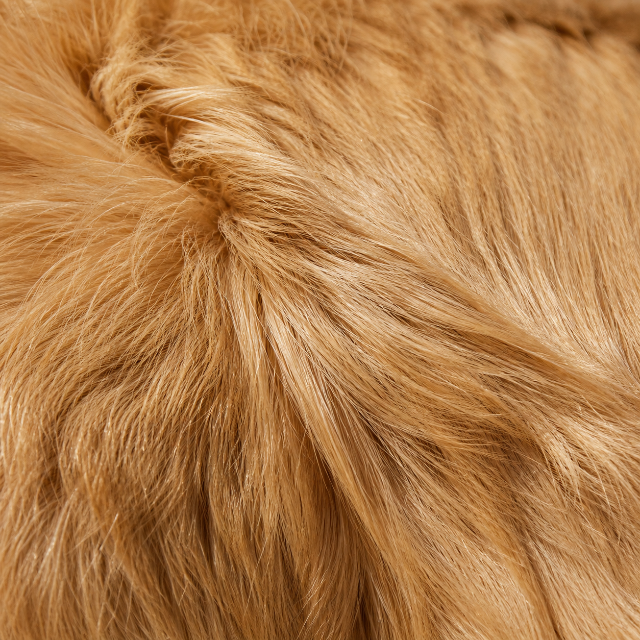 A dog with a glossy, shining coat in warm light